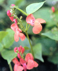Bean Plant Flower