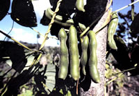 Bean seed pods