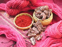 Cochineal Dye and Insect