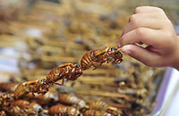 Insects eaten in Greece, cicadas