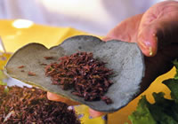 Edible Insects in Mexico