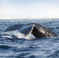 Humpback Whale visit the bay around Puerto Vallarta