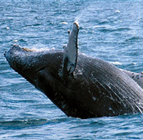 Humpback Whale visit the bay around Puerto Vallarta