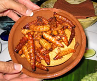 Maguey White Worms