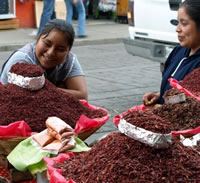 Oaxaca, edible grasshoppers locusts