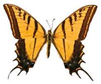 Papilus daunus Xochiquetzal