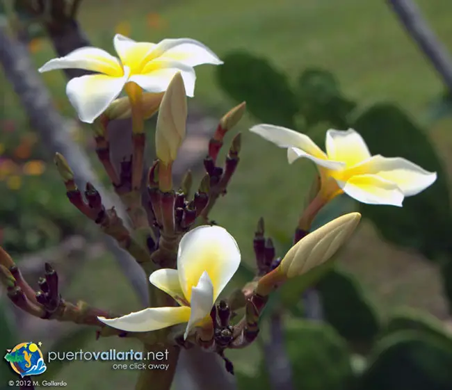 Mucha belleza en los jardines