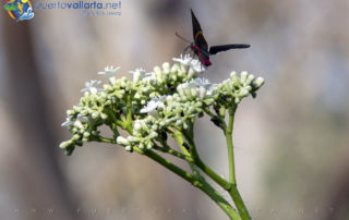 Ejido El Jorullo Nature, Canopy River - butterfly - moth