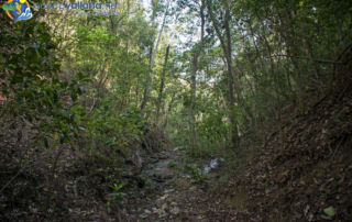 Naturaleza Ejido El Jorullo, Canopy River - bosque