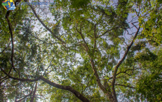 Ejido El Jorullo Nature, Canopy River - canopy