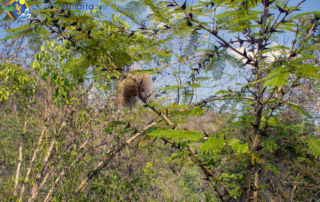 Ejido El Jorullo Nature, Canopy River - bird nests