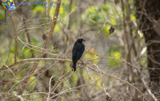 Naturaleza Ejido El Jorullo, Canopy River - pájaro