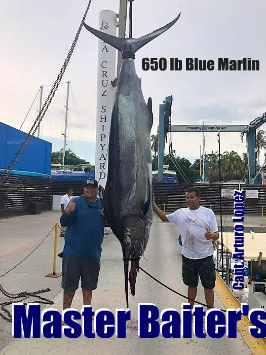 650 lb Blue Marlin Puerto Vallarta