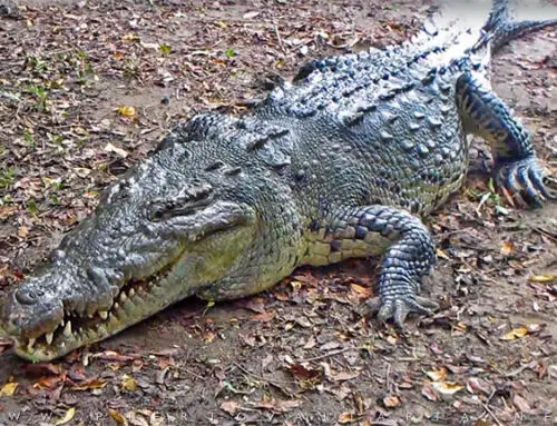 There will be a crocodile farm in Estero El Salado
