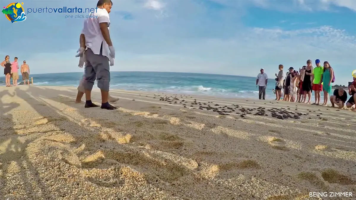 Liberación de tortugas en Puerto Vallarta
