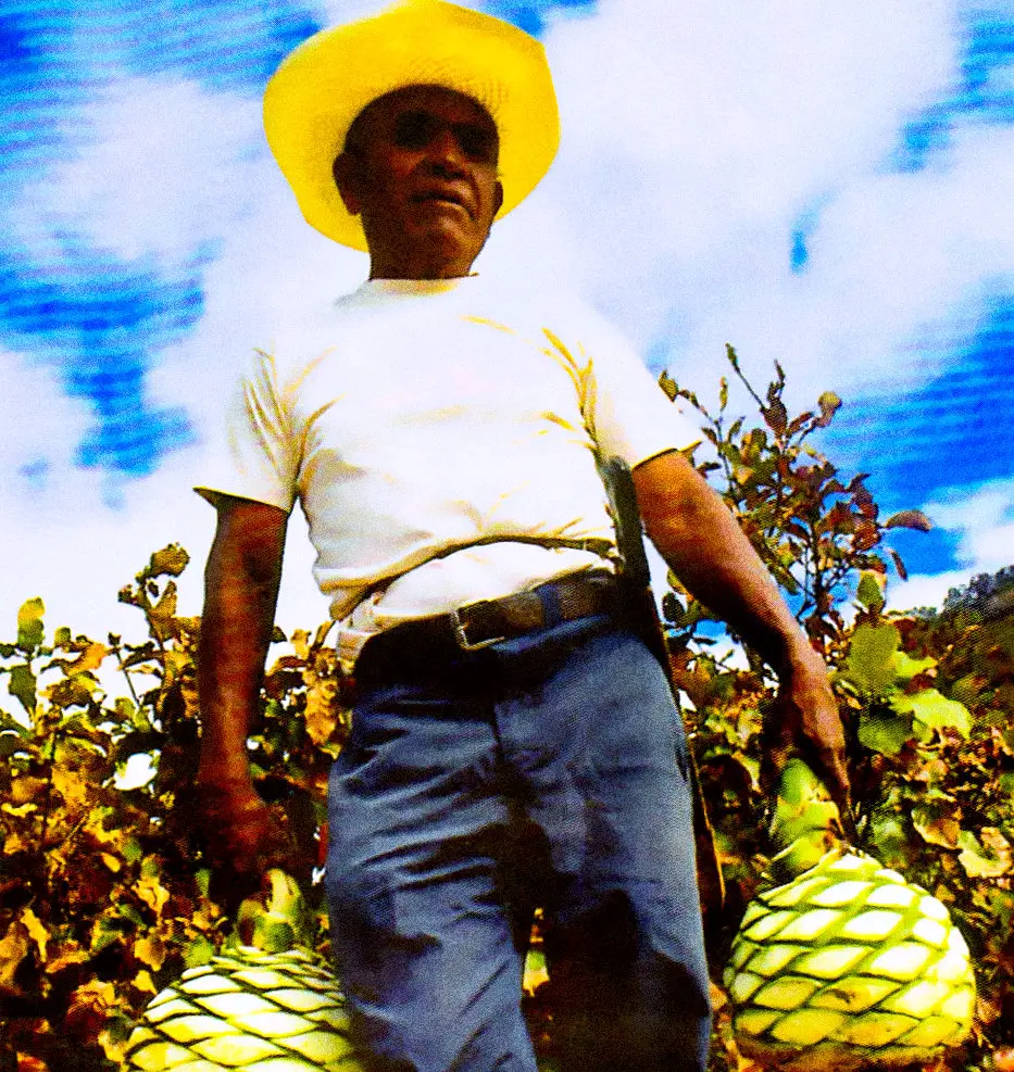 Mezcal agave harvest