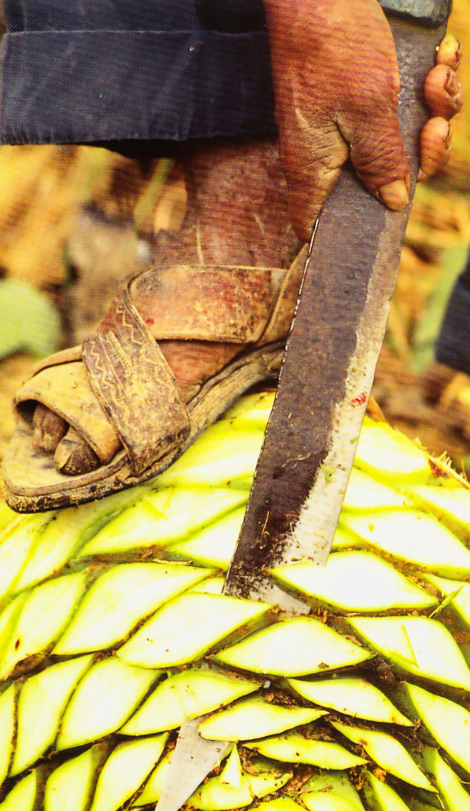 Mezcal agave pineapple harvest