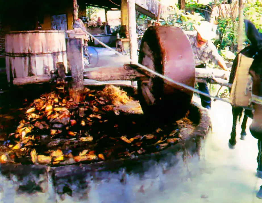 Agave juice extraction