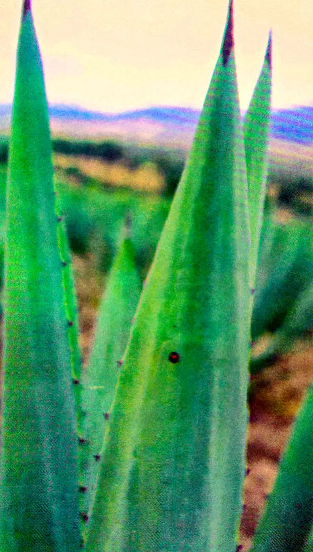 Mezcal agave fields