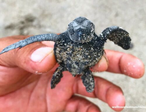 Where are baby sea turtles released in Puerto Vallarta?