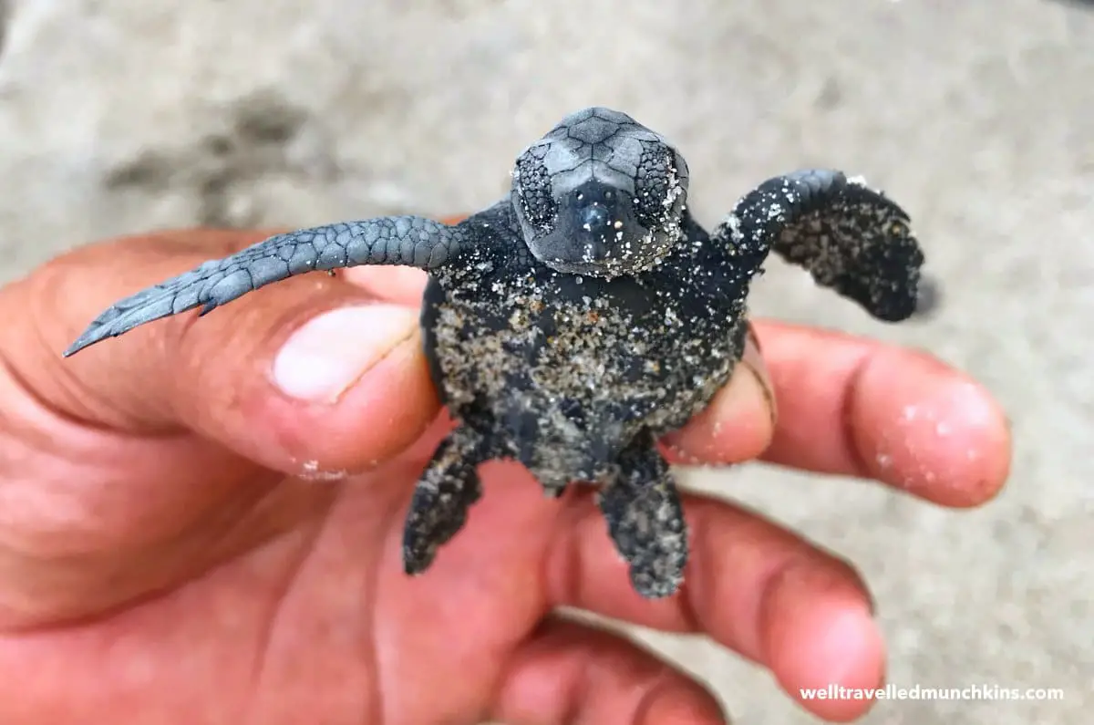 liberación de tortugas marinas en Puerto Vallarta