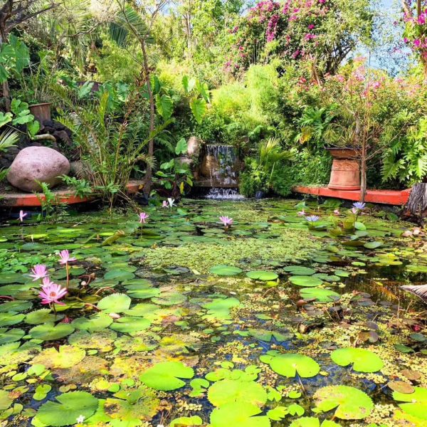Lily pond and tropical plantings at the Vallarta Botanical Garden south of Puerto Vallarta