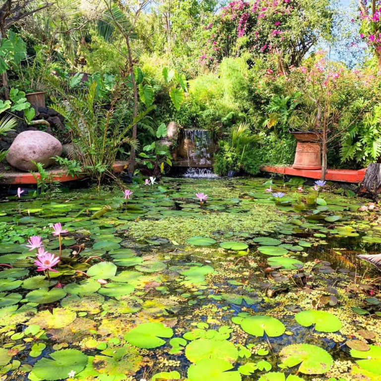 Lily pond and tropical plantings at the Vallarta Botanical Garden south of Puerto Vallarta