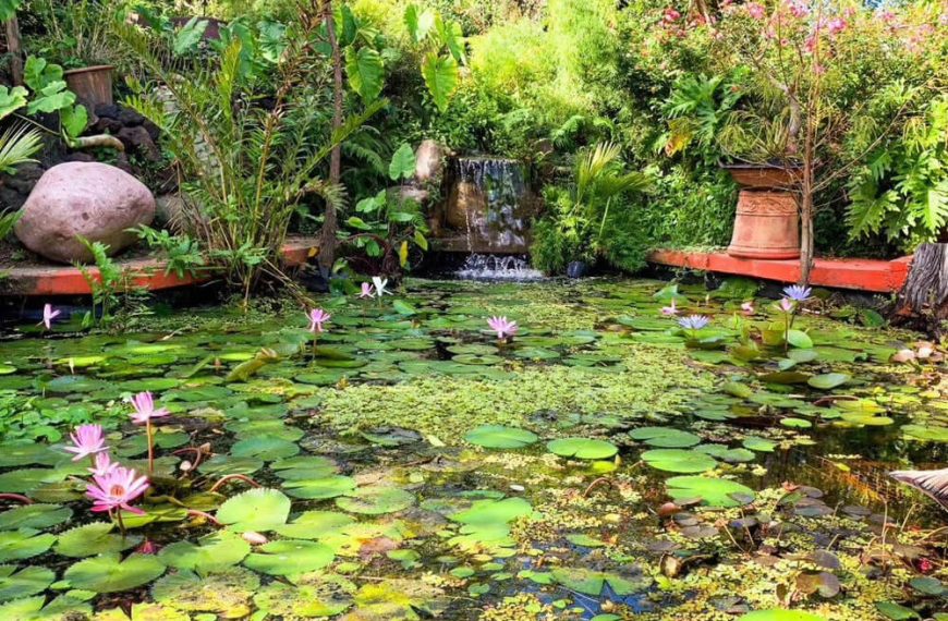 Lily pond and tropical plantings at the Vallarta Botanical Garden south of Puerto Vallarta