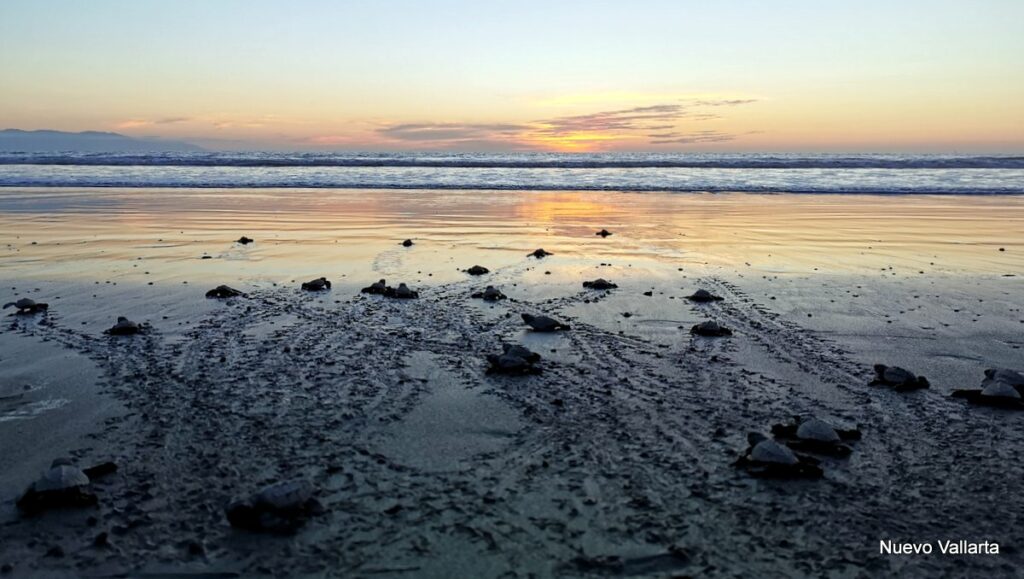 Nuevo Nayarit Sea Turtle Conservation Sanctuary