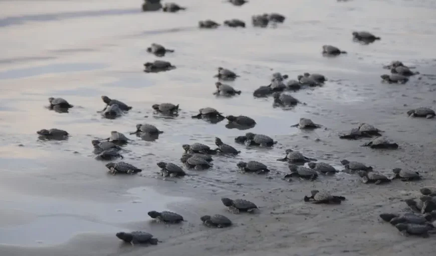 Turtle Nesting Rebounds on Vallarta Beaches