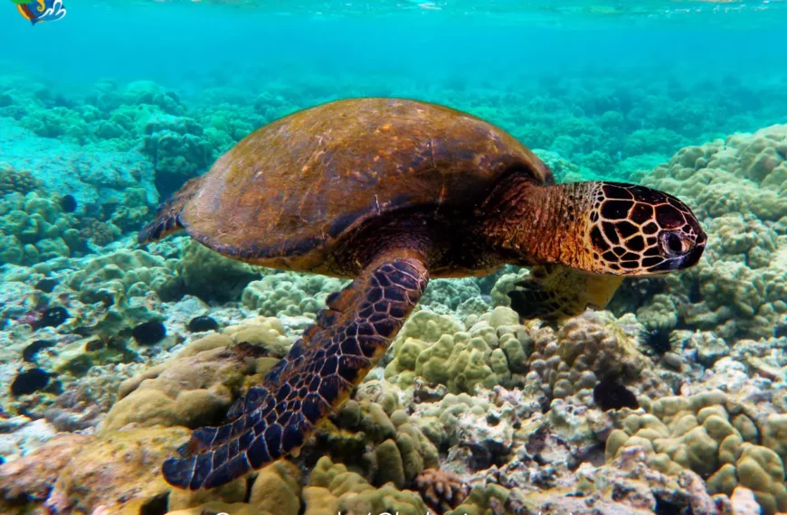 Green sea turtle (Chelonia mydas) swimming in Puerto Vallarta waters