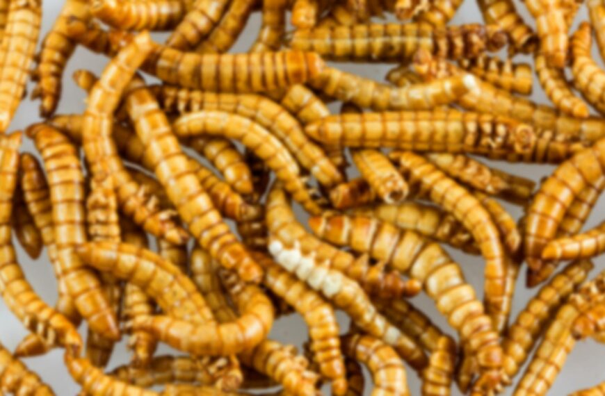 Edible Insects Of Mexico And A Bit Of History Too!