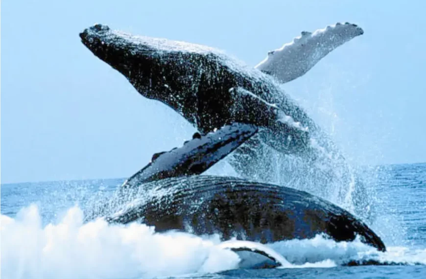 Whale Sightings Break Bahía de Banderas Records