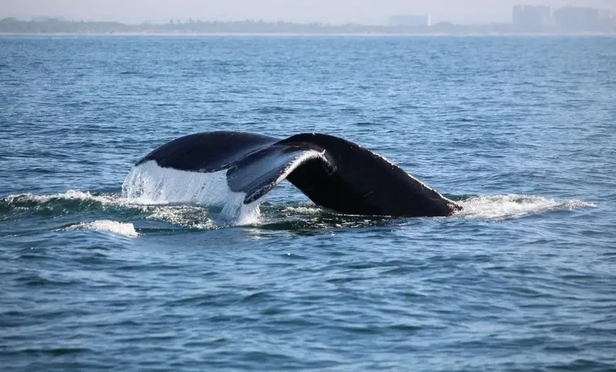 Centro de Avistamiento de Ballenas Puerto Vallarta