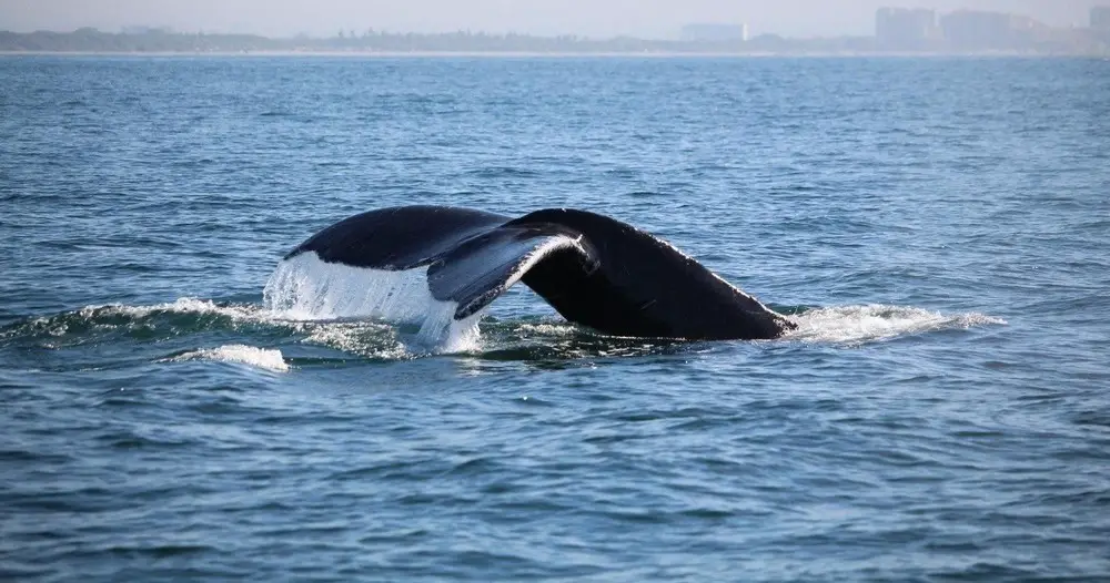 Centro de Avistamiento de Ballenas Puerto Vallarta