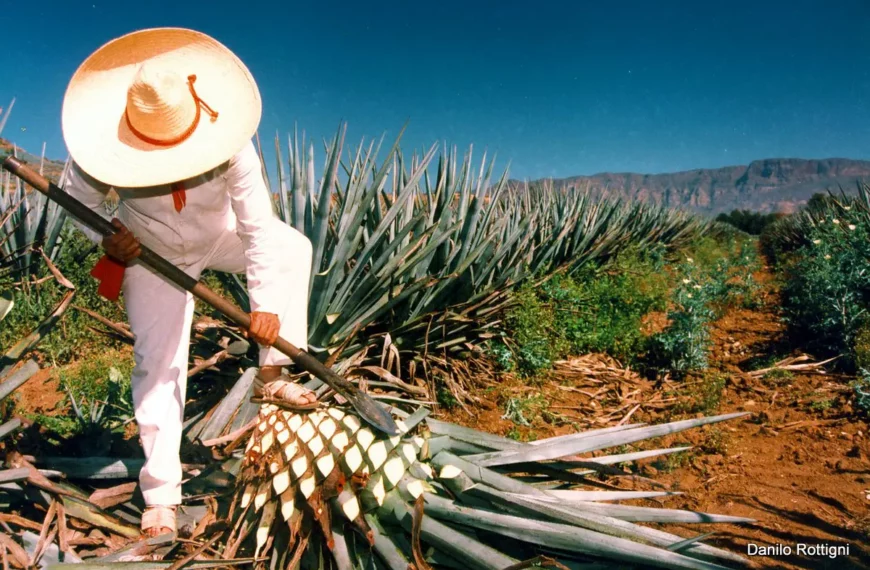 JImador, blue agave harvester