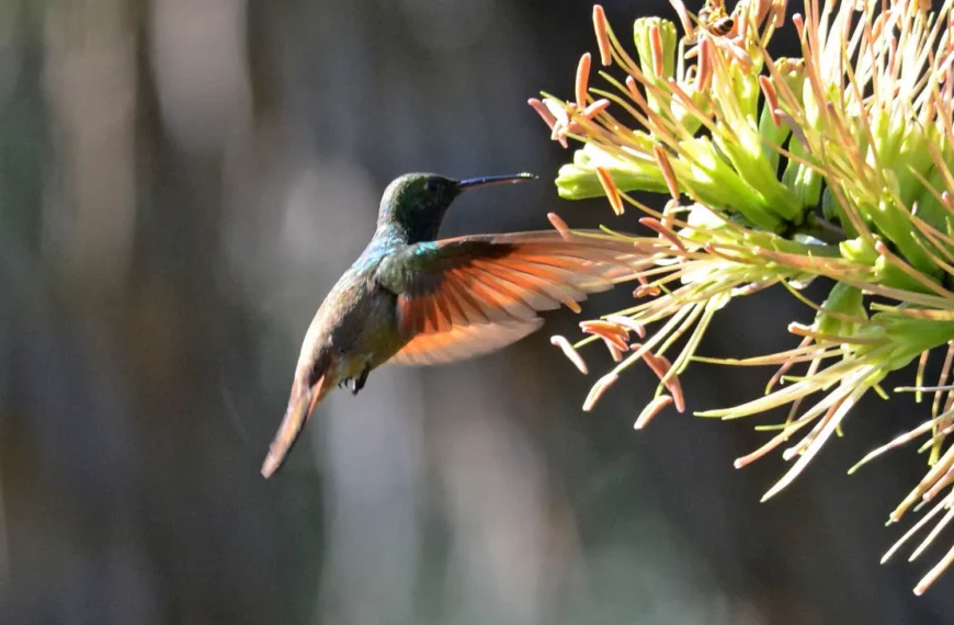 A hummingbird feeding from tropical flowers, for Hummingbird Weekend at Vallarta Botanical Garden near Puerto Vallarta