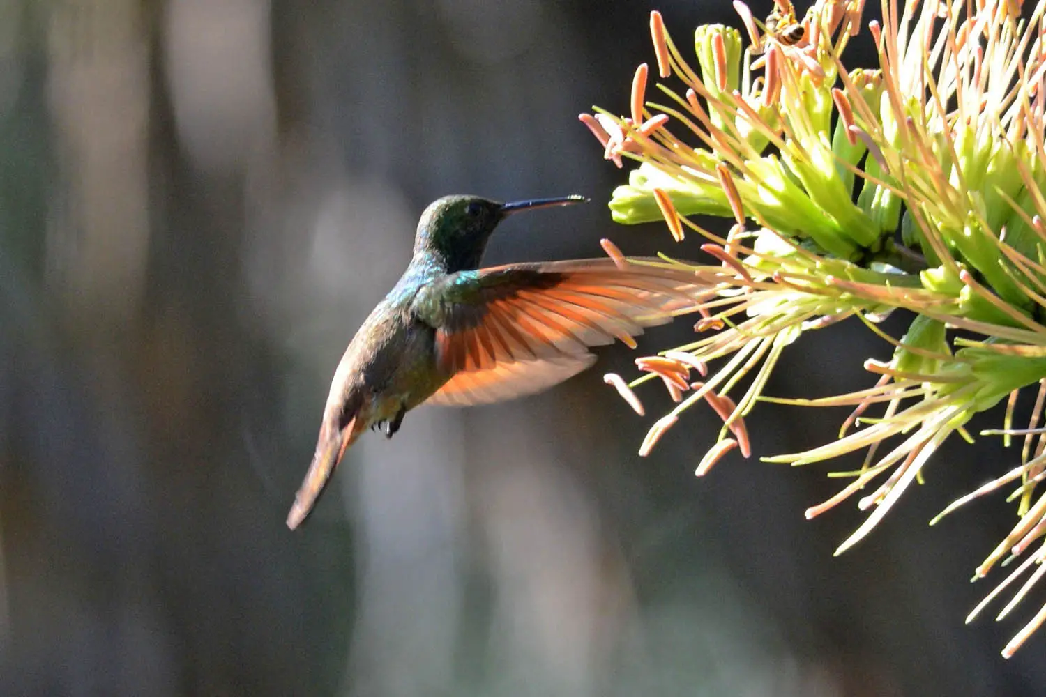 A hummingbird feeding from tropical flowers, for Hummingbird Weekend at Vallarta Botanical Garden near Puerto Vallarta