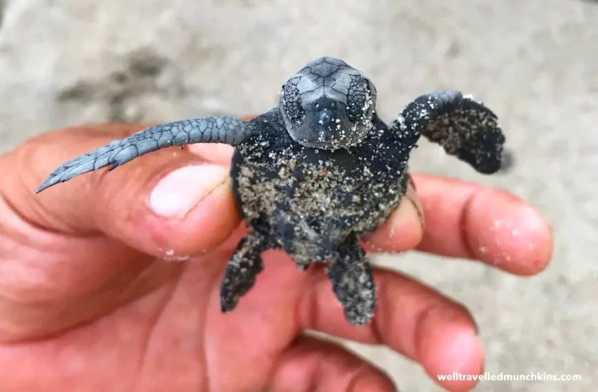 Sea Turtle Release Season in Full Swing in PV