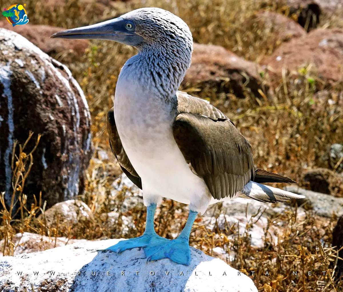 Blue-footed booby on the Marietas Islands
