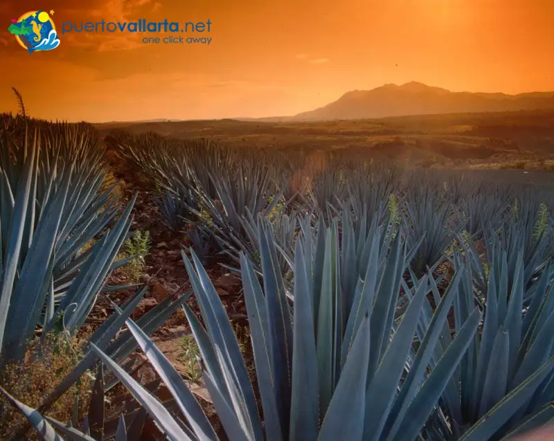 Tequila A Gift From The Gods