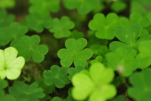 Murphy’s Irish Pub to Hold Saint Patrick’s Day Charity Event