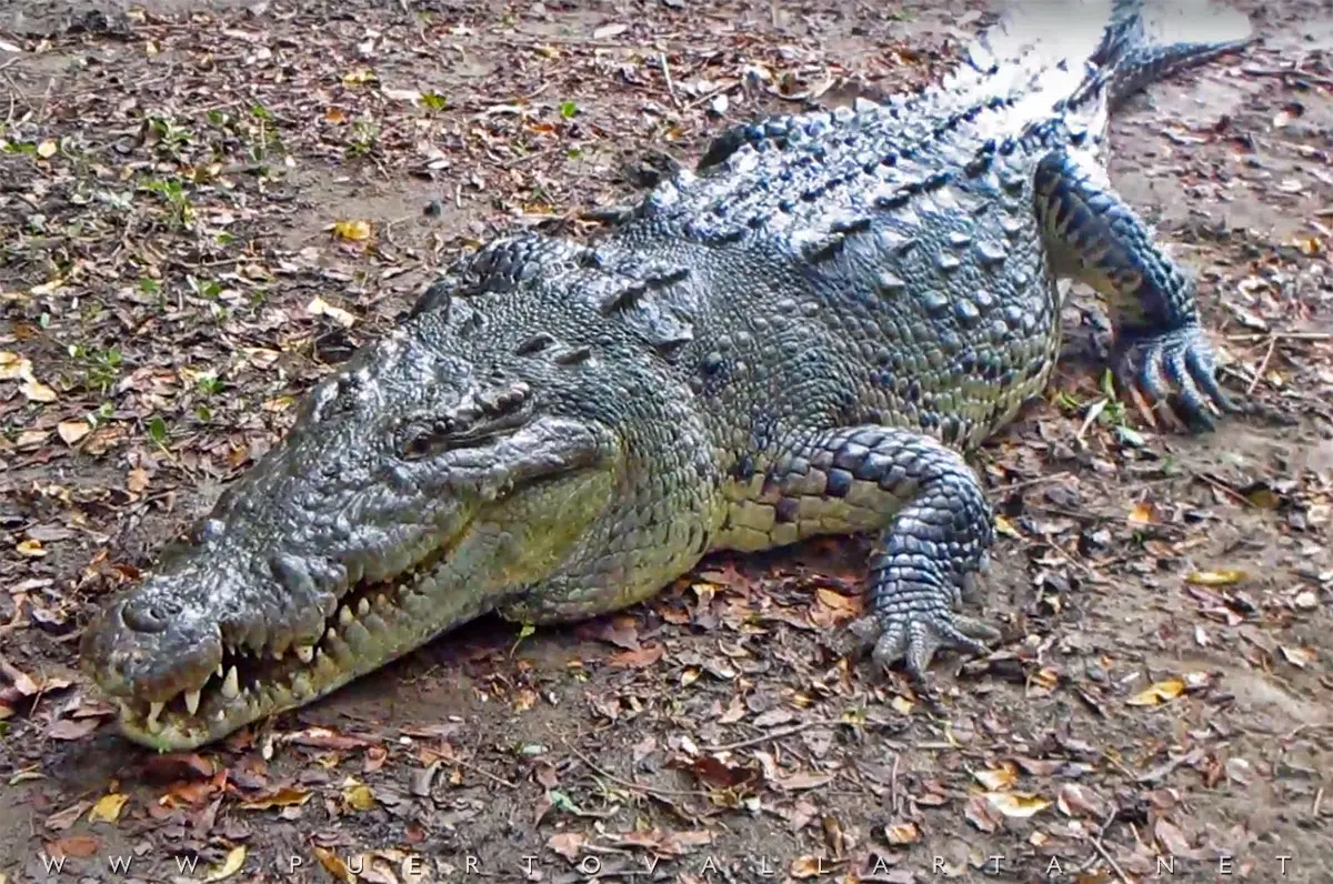 Crocodiles And Crocodile Sanctuaries In…