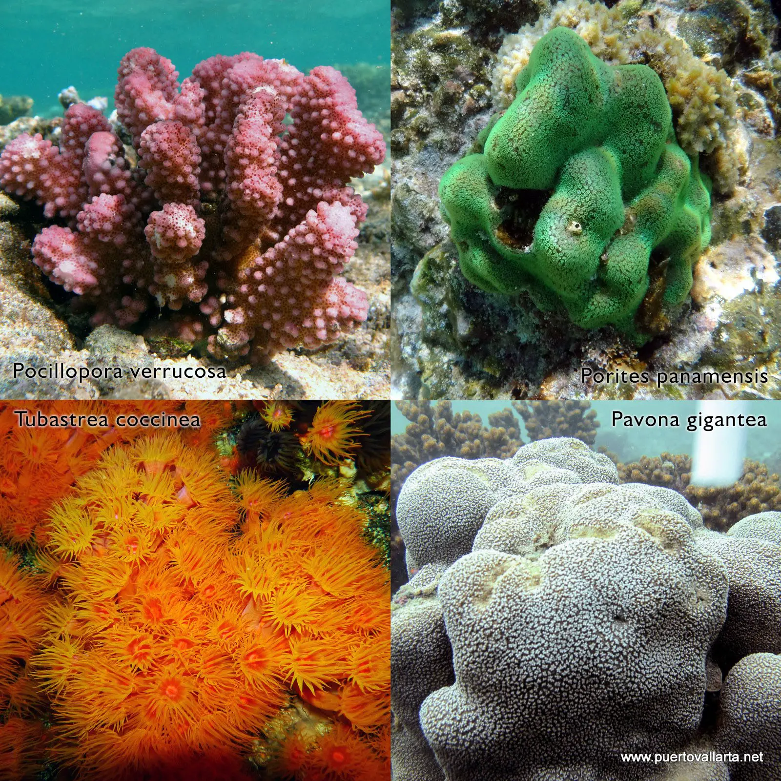 Coral underwater at the Marietas Islands