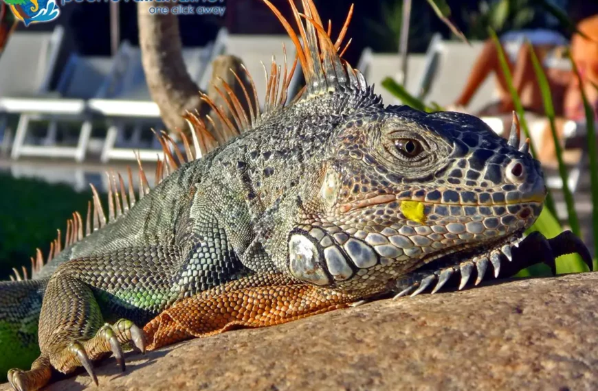 Ecoturismo y Puerto Vallarta