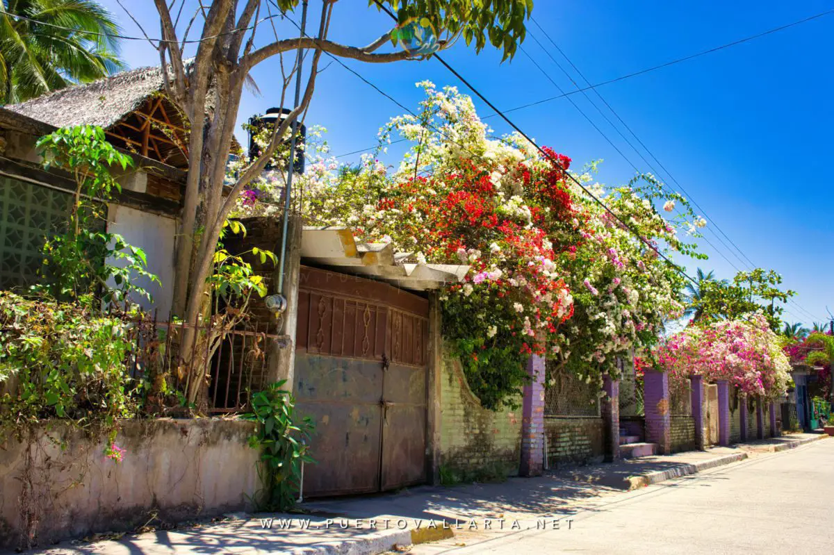 Quiet street with flowering homes in Lo de Marcos