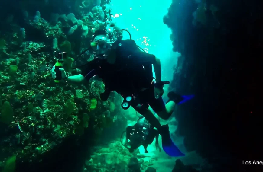 Scuba Diving In Puerto Vallarta