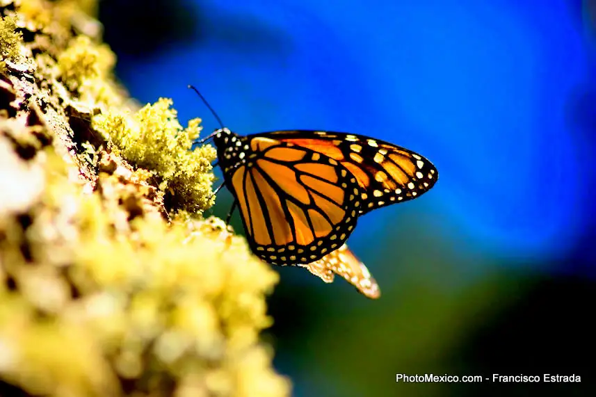 La Migración de la Mariposa Monarca y México