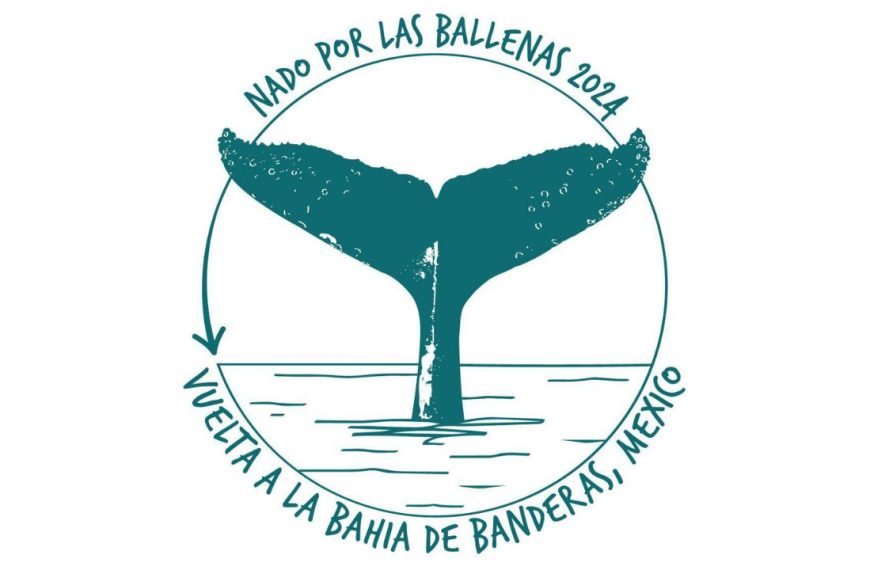 Swim for the Whales 2024