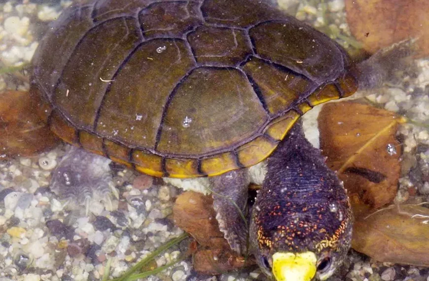 New Turtle Species Discovered in Vallarta